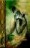 Taran el Errante / Cr�nicas de Prydain 4